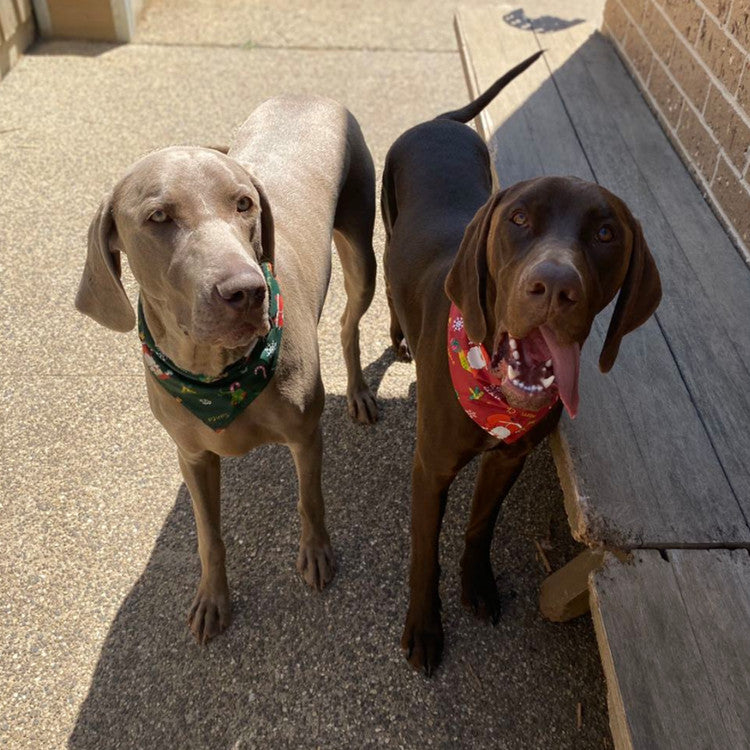 Dog Christmas Bandanas